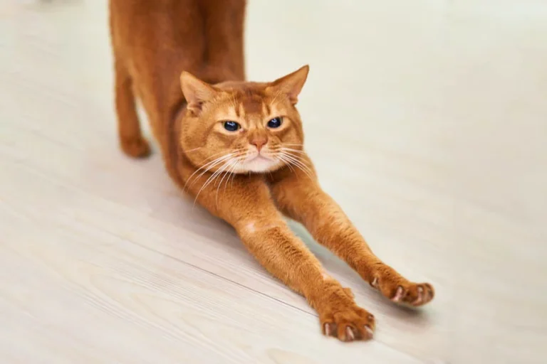 Smart Pet Hair Drying Box 15 1