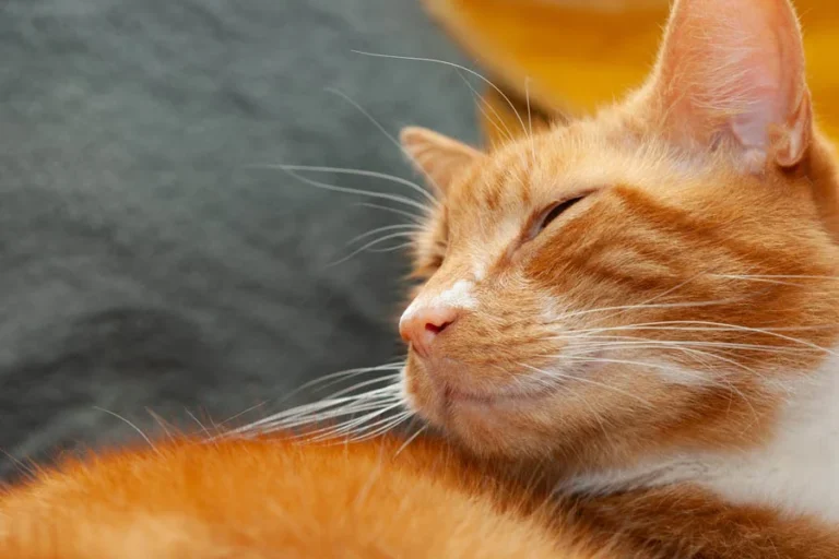 Smart Pet Hair Drying Box 16 1