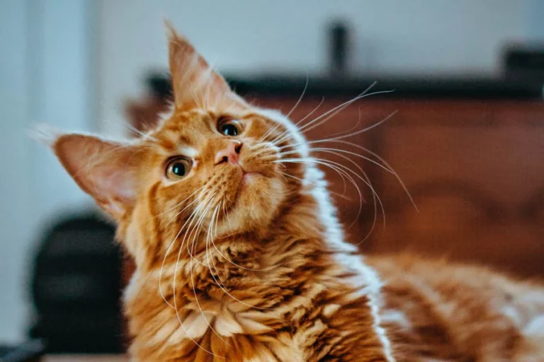 Smart Pet Hair Drying Box 24 1