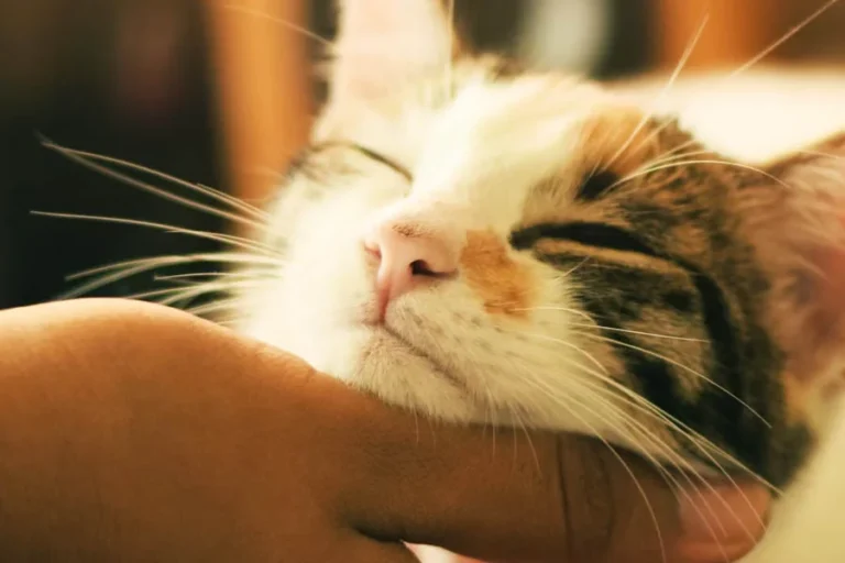 Smart Pet Hair Drying Box 25