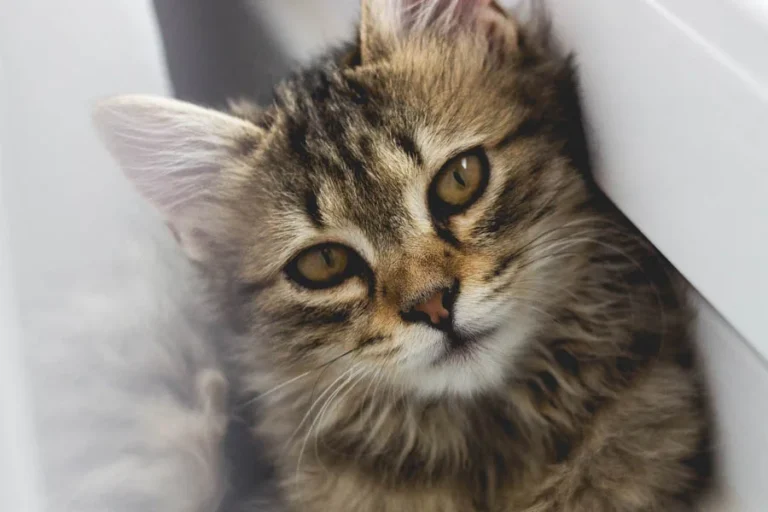 Smart Pet Hair Drying Box 26 1