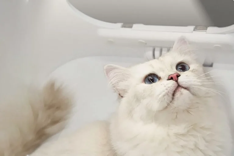 Smart Pet Hair Drying Box 7 1