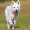 Rubber rope dog toy, natural durable tug toy - MoraDecor